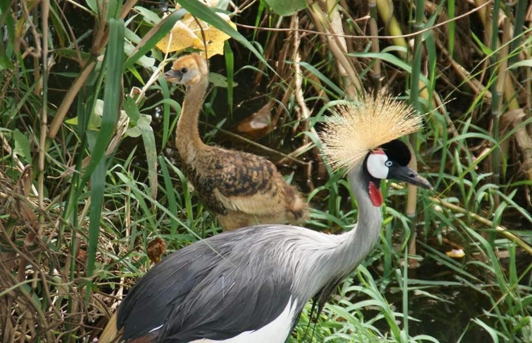 Yellow Haven Lodge Kampala Luaran gambar